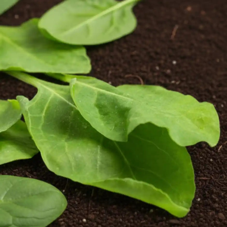 Organic Spinach (Palak) – Farm Fresh &amp; Chemical Free